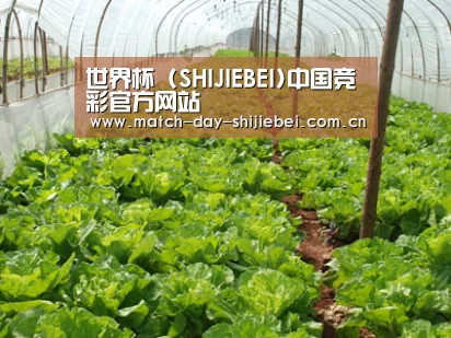 种植基地五
