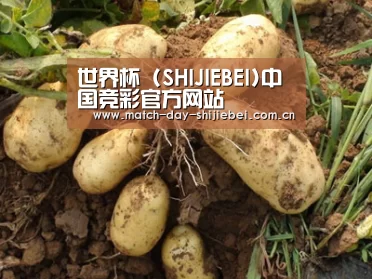 种植基地六